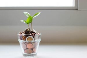 Plant growing in money pot